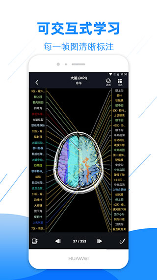 影像解剖图谱app3