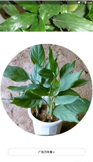 识花app5